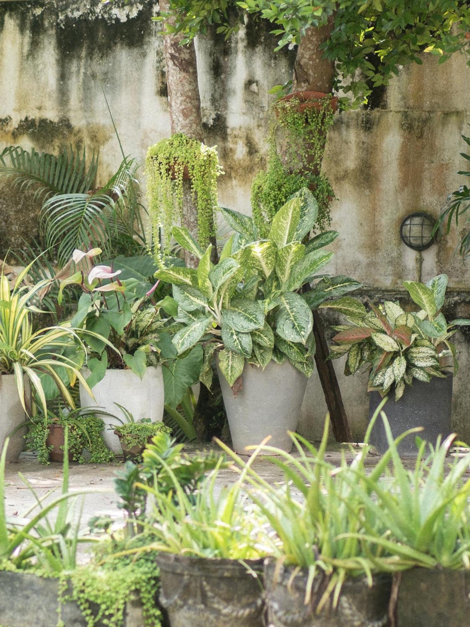 Lotus Surf And Wellness Apartment Ahangama Exterior photo